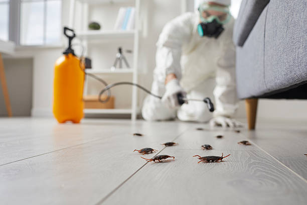 Commercial Kitchen Cockroach Control in Gold Hill